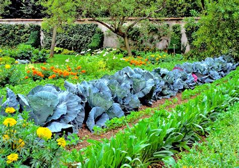 Your vegetable garden layout is extremely important for managing and growing your garden. Vegetable Gardening Layout: The Best Pairings - Properly ...