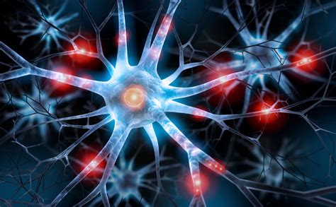 Dendrites The Start Of A Neuroscientific Revolution Exploring Your Mind