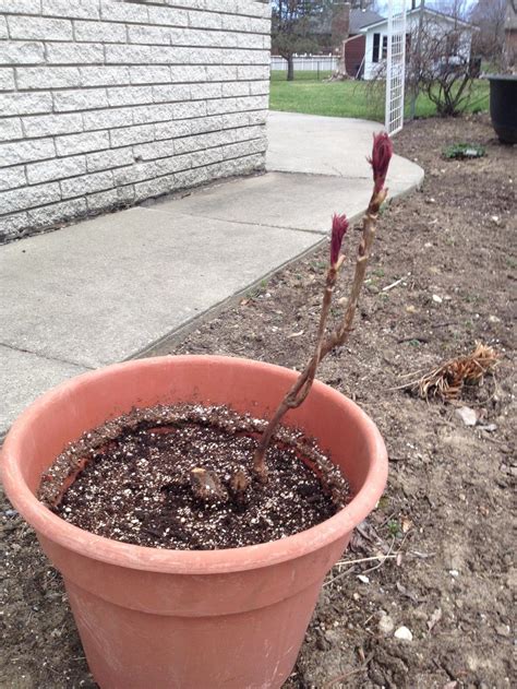 When do peonies flower in the uk? Peonies forum: Moving a Tree Peony - Garden.org