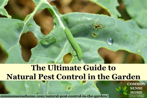 The Ultimate Guide To Natural Pest Control In The Garden