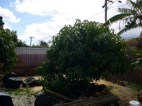Delicious when eaten as a desert with cream and a touch of rum or vanilla. Forum: Fruit Trees In Perth WA