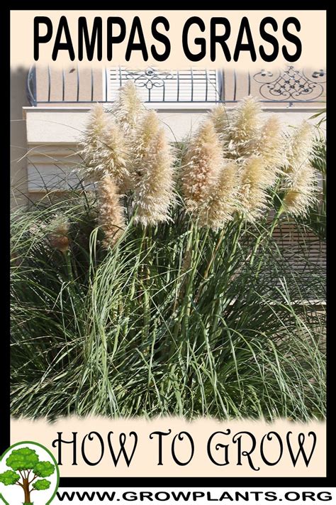 Pampas Grass How To Grow And Care