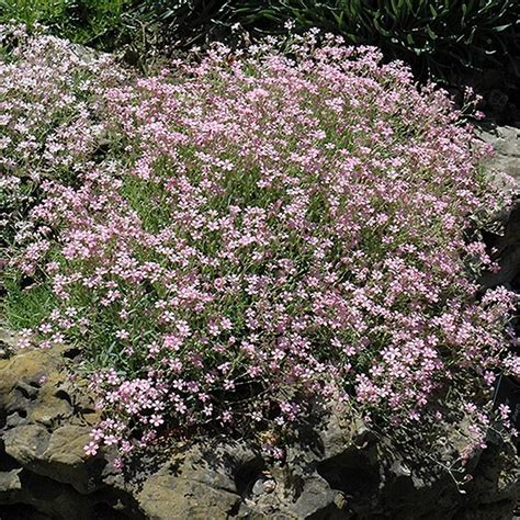 Baby's breath flowers are native to eastern europe. Baby's Breath Seeds (Annual) - Pink