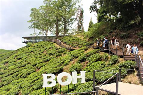 The largest tea plantation in southeast asia. Malaysia Cameron Highland Retreat Trip (IX) - BOH Sungai ...