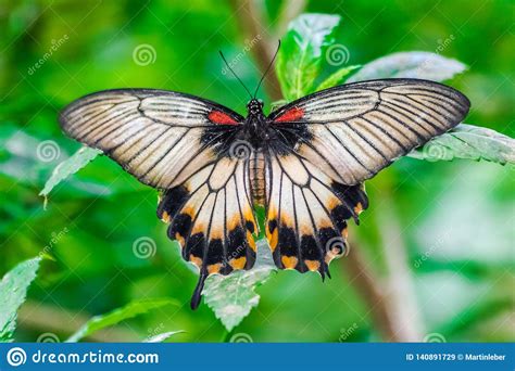 Ityla are found in singapore. Papilio Memnon, The Great Mormon Butterfly Stock Image ...