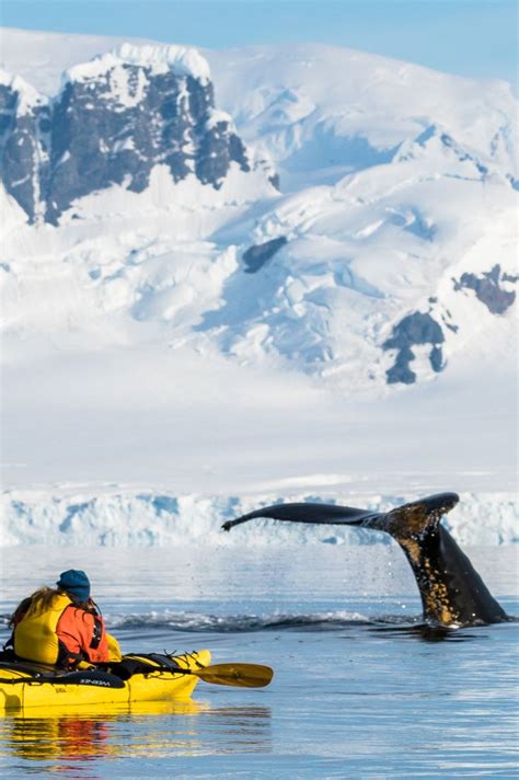 17 Awesome Things To Do In Antarctica 2023 Guide Antarctica Travel