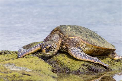 Green Sea Turtle Chelonia Mydas Kaloko Honokohau National  Flickr