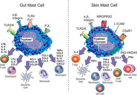 Frontiers Mast Cell Tissue Heterogeneity And Specificity Of Immune