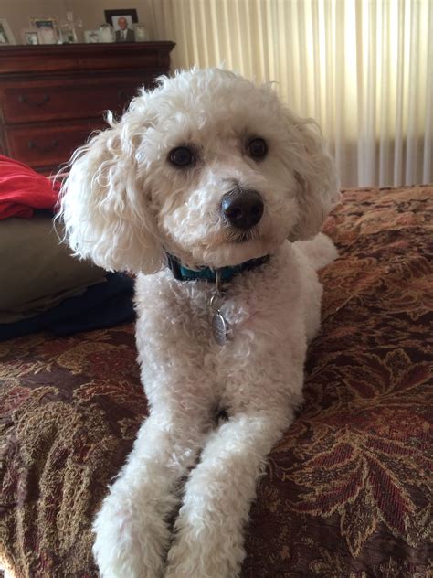 Finally Decided My Dog Finny Is Probably A Bichon Poodle Mix Like This