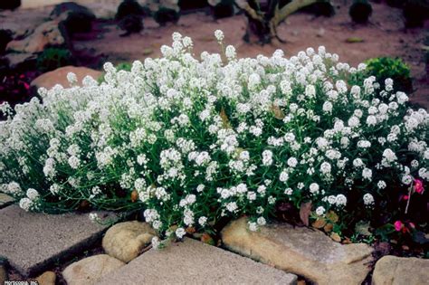 Check spelling or type a new query. Top White Annual Flowers for Your Garden | HGTV