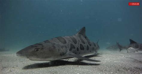 Huge Group Of Leopard Sharks Spotted Near Avila Beach Trendradars Latest