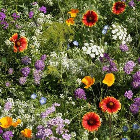 Low Growing Wildflower Seed Mix - 5 Lbs Bulk - Mix of Annual