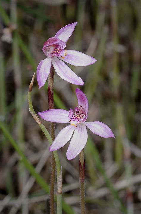 Caladenia Alata Fairy Orchid Beautiful Orchids Orchids Flora Flowers