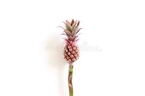 Little Decorative Pink Pineapple Stock Image Image Of Overhead Fresh