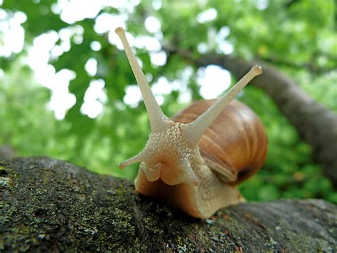 Royalty Free Photo Brown Snail On Branch Of Tree Pickpik