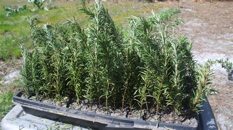 How To Grow Rosemary From Cuttings Doovi