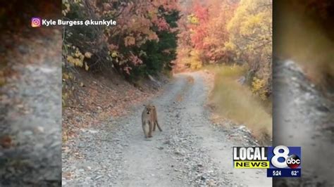 Close Encounter With A Mountain Lion Local News 8
