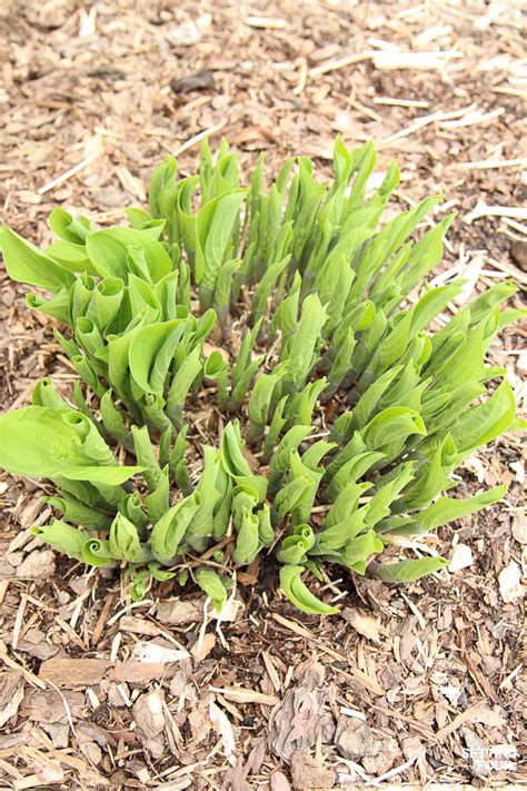 It's one of the easiest ways to expand your garden with no cost! The Easiest Way To Divide Hostas & Transplanting Tips ...