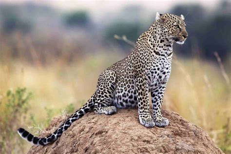 Here the list of 10 amazing. An Introduction to Africa's Big Five Safari Animals