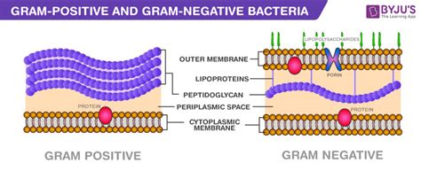 Differences Between Gram Positive And Gram Negative Bacteria