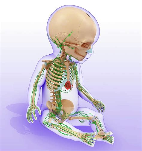 Babys Lymphatic System Photograph By Pixologicstudioscience Photo