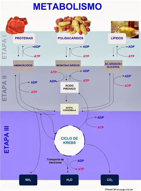 SesiÓn N° 17 Metabolismo Aprendamos A Conocer Nuestro Mundo