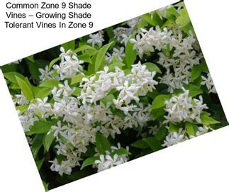 These zones encompass some of the most northerly regions of the united states, where a short growing season and low winter temperatures are the norm. Evergreen Vines Zone 9 | AgriSeek.com