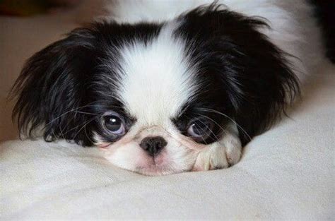 Browse thru our id verified puppy for sale listings to and don't forget the puppyspin tool, which is another fun and fast way to search for puppies for sale near lafayette, indiana, usa area and dogs. Free Shih Tzu Puppies In Lafayette Louisiana - Pets Lovers