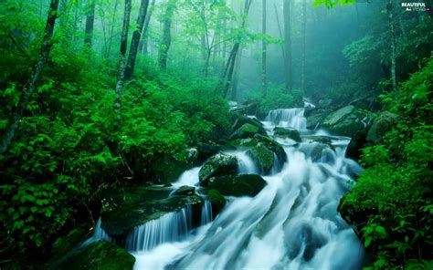 Waterfall Stones Fog Forest Beautiful Views Wallpapers 1920x1200