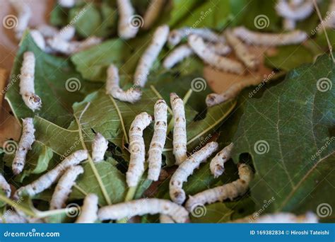 Silkworms Or Bombyx Mori Eating Mulberry Leaves Stock Photo Image Of
