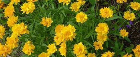 Gardeners should deadhead only flowers that are. Coreopsis, Bigflower Coreopsis, Largeflowered Tickseed ...