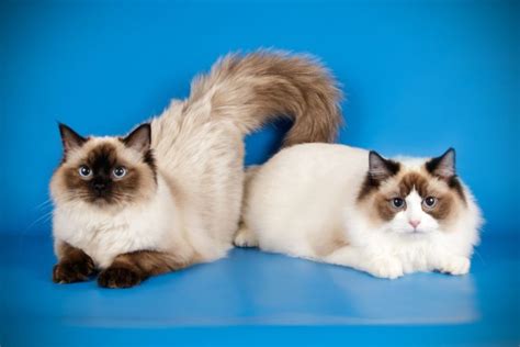Do Ragdoll Cats Change Colors Incredible Ragdoll Color Facts Revealed