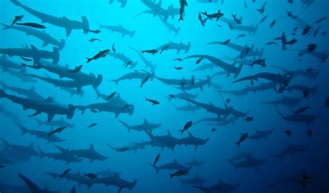 Look At This Majestic School Of Hammerhead Sharks Ready To Mate Boing