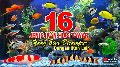 16 Jenis Ikan Hias Air Tawar Yang Bisa Dicampur Dengan Ikan Lain Youtube