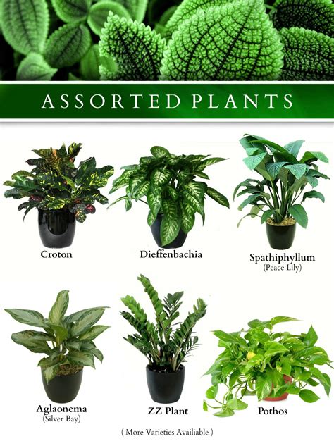 Plants Landscaping Plants Indoor Plants Names