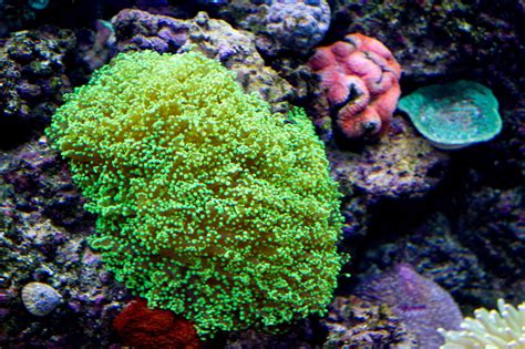 Feeding Saltwater Aquarium Corals: When Do Corals Eat?
