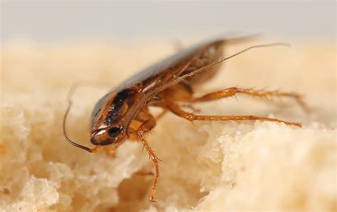 ︎ pet club elk grove. Elk Grove's Complete Guide To German Cockroach Control