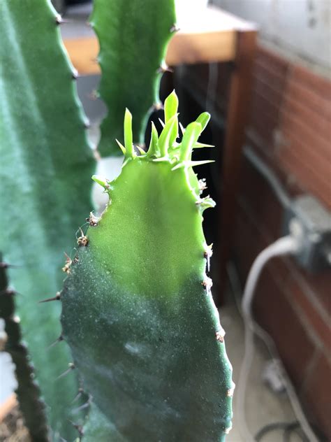 They may be harvested from a fully grown cactus for 25 farming experience for each spine. What's growing on my cactus? Why is it turning light green ...