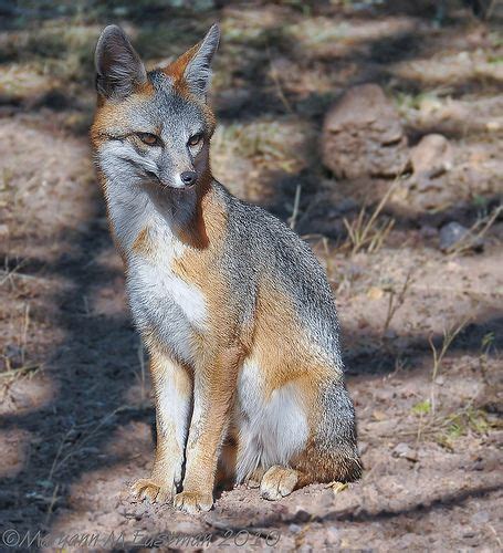 Common Gray Fox Urocyon Cinereoargenteus Sitting In The Sun A