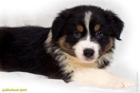 Despite the name, australian shepherds were not developed in australia, but are believed to have been developed in the united states to herd australian sheep! Casa Calado ( English) - Australian Shepherd and Golden ...