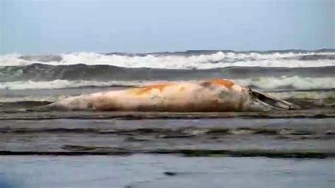 Its Really Smelly A Dead Grey Whale Washes Ashore In Seaside Katu
