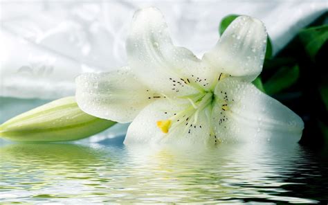 Easter Lily Wallpaper 58 Images