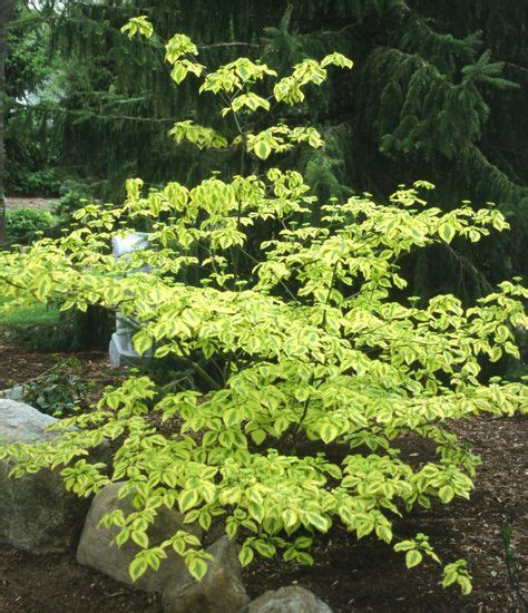 12 Ornamental Trees For Zone 4 Ideas In 2021 Ornamental Trees Small