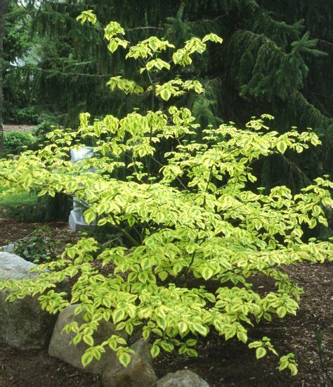 People often think of flowering trees as small, little, ornate patio type trees when, in fact, some flowering trees for zone 9 can get very large. 12 Ornamental Trees for Zone 4 ideas in 2021 | ornamental ...