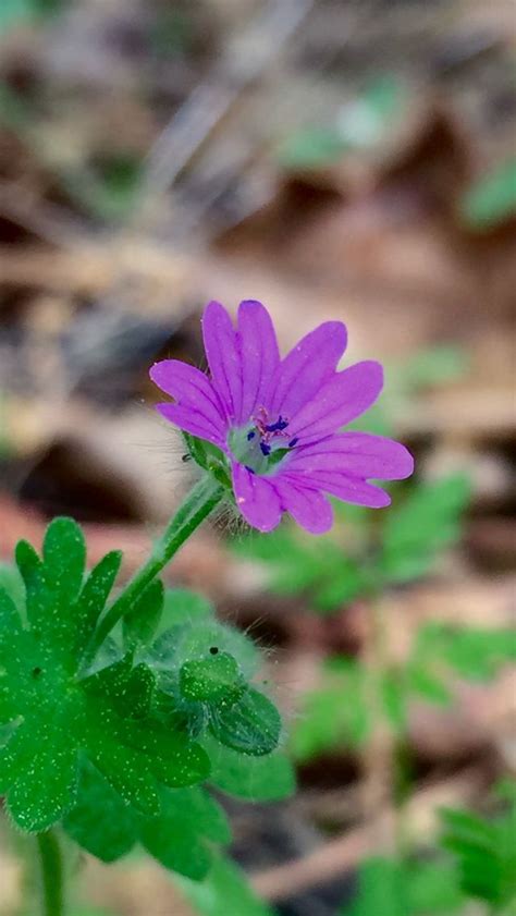 We did not find results for: Pretty purple flower | Purple flowers, Purple, Plants
