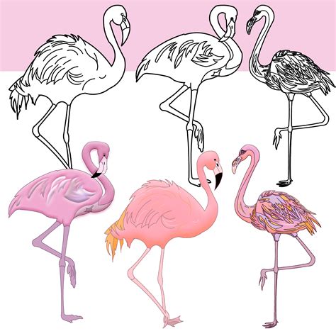 Tropical Flamingos Clipart Birds Clip Art Made By Teachers