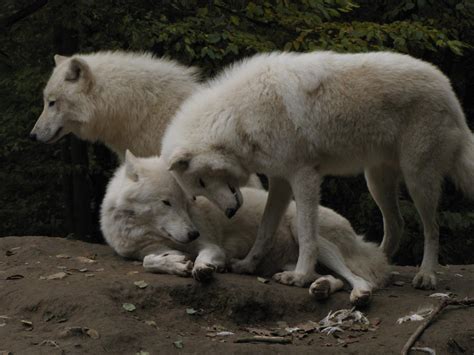 North American Arctic Wolf 52 By Animalphotos On Deviantart