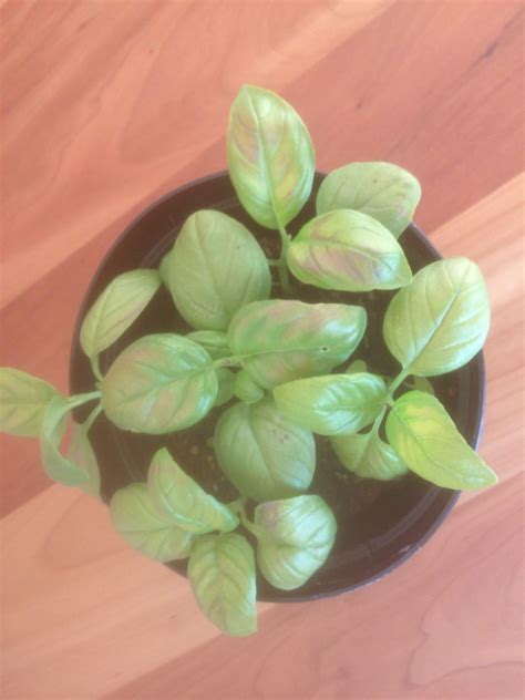 What Are These Brown Spots On My Basil Leaves Rgardening
