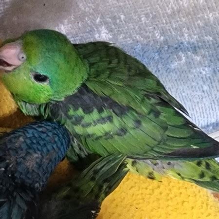 Lineolated Parakeet #198835 for sale in Painesville, OH