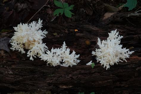 Coral Tooth Mushroom Jdf92 Flickr